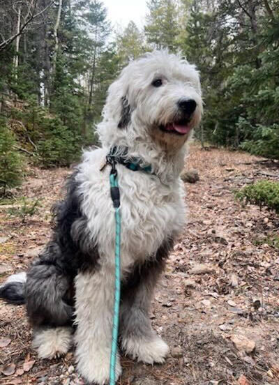 Fernie