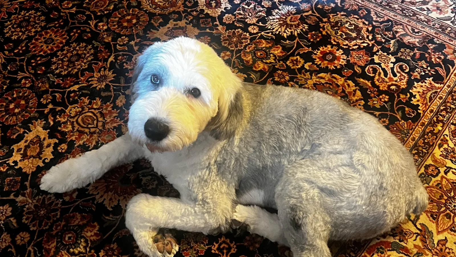 Boomer, freshly groomed, lying on a patterned rug
