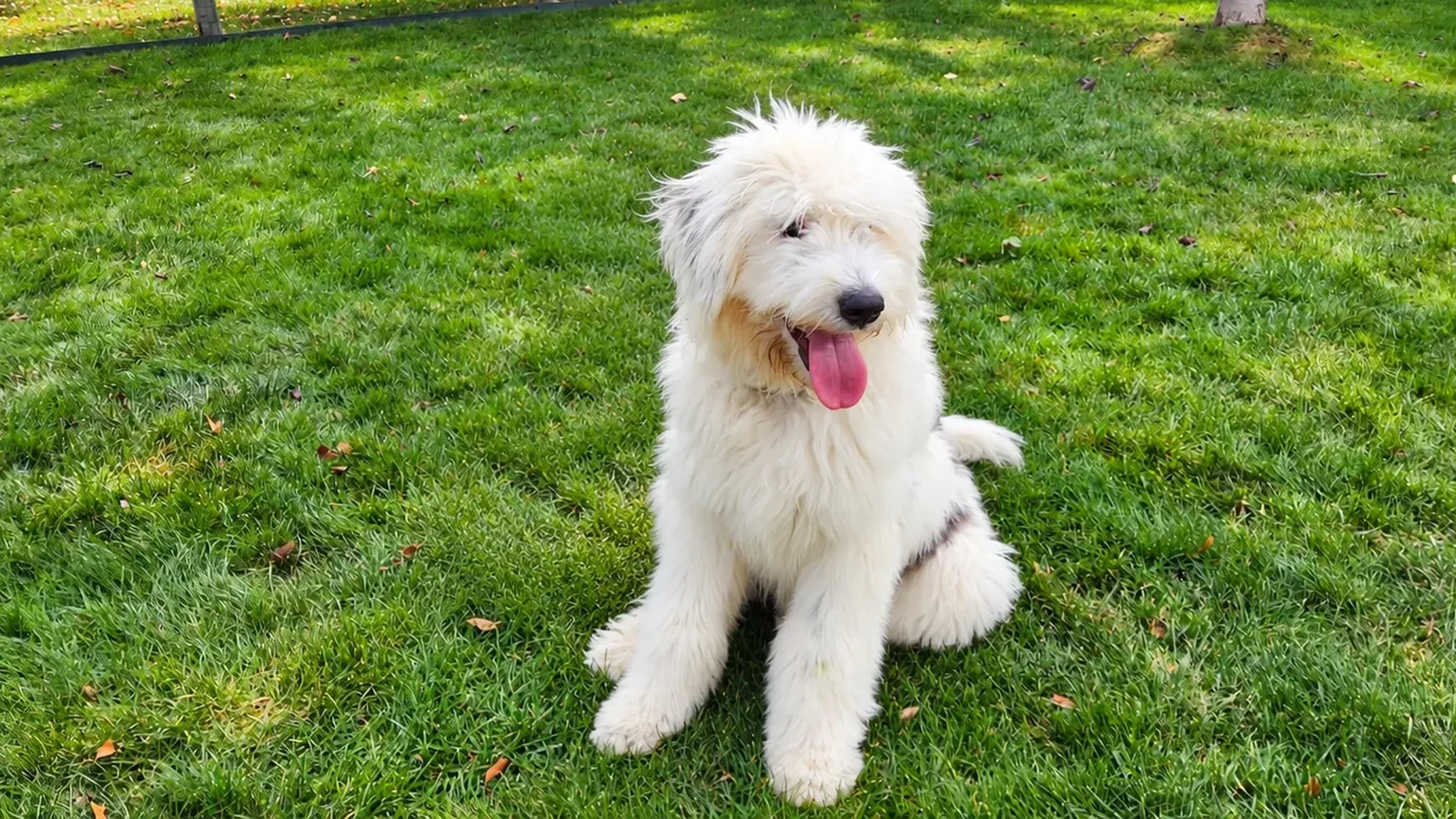 A fluffy white sheepdog sitting on a sunny lawn with its tongue out