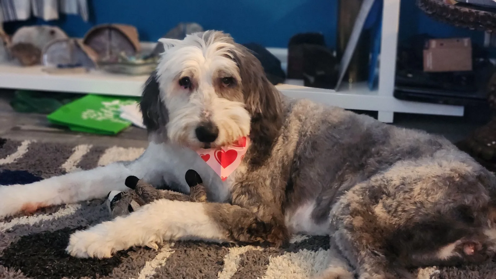 Reagan, an Old English Sheepdog in a heart bandana, lying on a striped rug