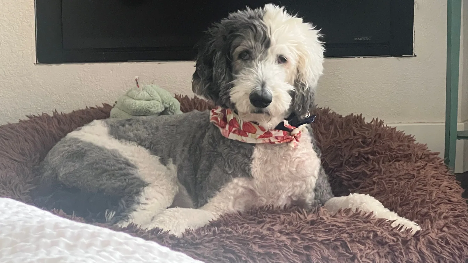 Stoddingham, a gray and white sheepadoodle, resting on his dog bed in a red bandana