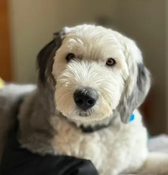 Close-up of Doug's fluffy gray and white face