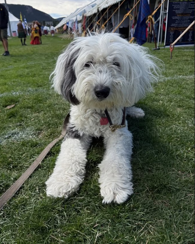 An Old English Sheepdog lying on the grass at the Longs Peak Scottish Irish Festival