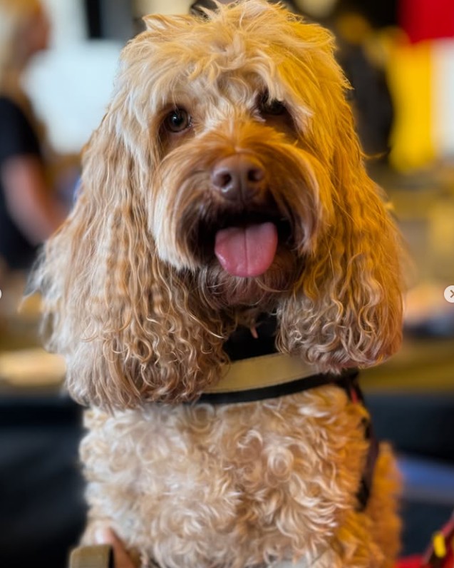 A curly golden dog visiting the RMOESR booth at the festival