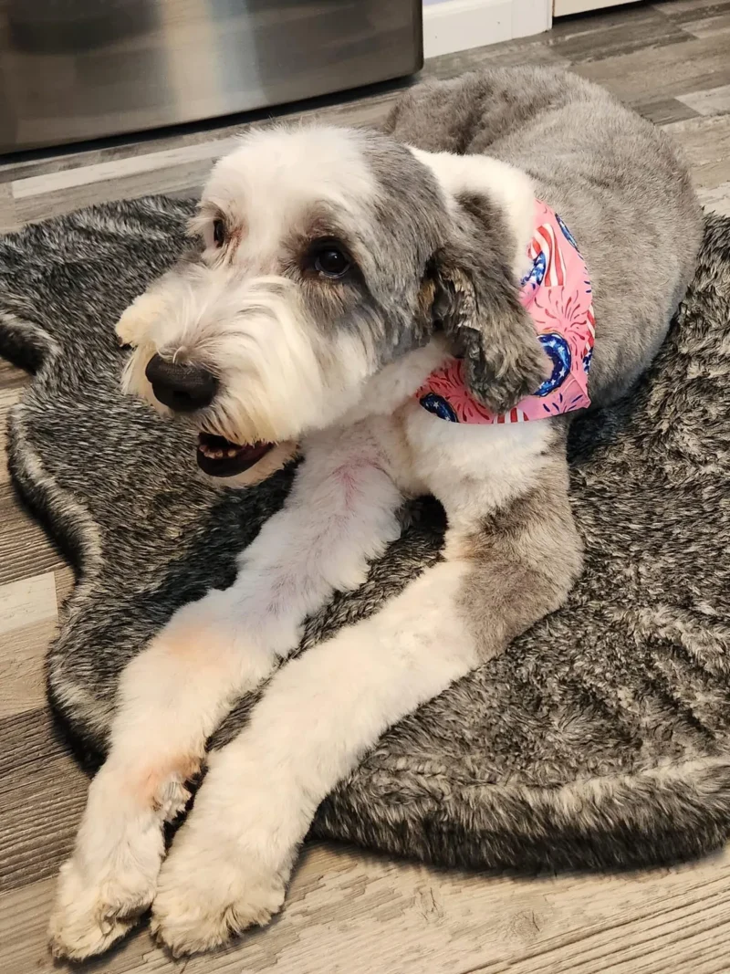 Morgan resting on a dog bed in a pink bandana