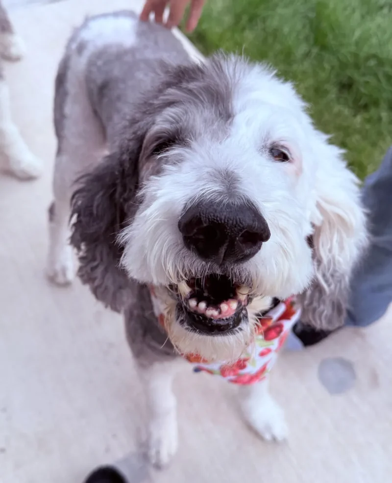 Stoddingham, a gray and white sheepadoodle, smiling in a floral bandana